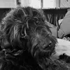 flynn_1177