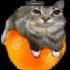 orangecat301