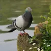 breedermix3