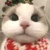 cute51293