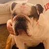 boyciethebulldog1