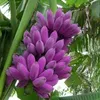 qua_nhi1983