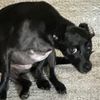 dogandcats13
