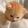 chi_the_thoi2