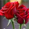 sharbanoo12
