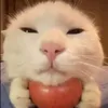 imjustasigmawithrabies