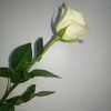 la.bmdn