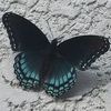 blue.swallowtail