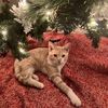 cutecatsgracie2025