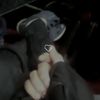 zidigirl7210