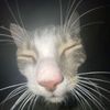 loki_peanut_ollie