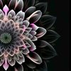 _lily496