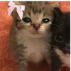 kittymeowmeow723