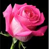 winone_wintow