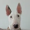peppaenglishbull