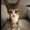 miraj_533