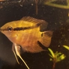 festivuscichlid15