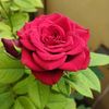 zabirhossain811