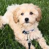 martin_lifemaltipoo