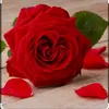 alwrda.alwrda7