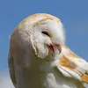 sipyxawwwkrytaya