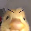 qcthn._