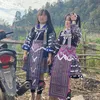 linhh.paa
