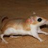 khaki_the_gerbil