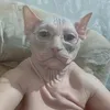 plug_nahyi