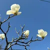 wasuretakamo