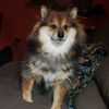 sookie_blueskin