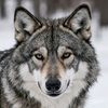 wolf_q88