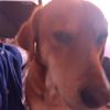 fandogday0