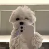 hatdognahot4