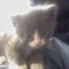 cat_0_10