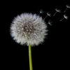 dandelion_mu