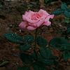 aliya200019