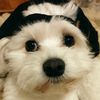 tedi3654