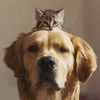 funny_cat_1479