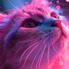 neko.miao.miao