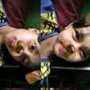 cherry_sesil1