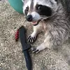 originalracoonro