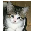 cat.santa7