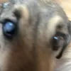 szczurzpowylamywanyminog