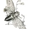 .cicada0