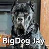 bigdog.jay8