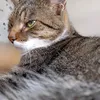 samfogi