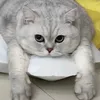 kittykingdomlab