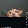 queenie_20250