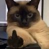 cardboardcat